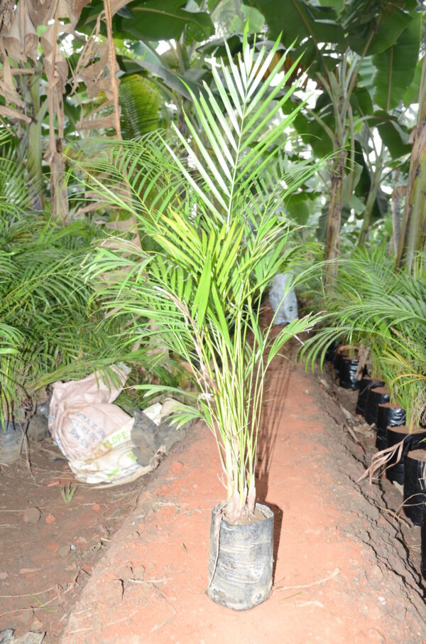 Areca Palm 9