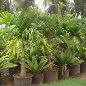 Areca catechu dwarf