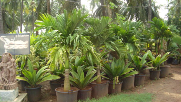 Areca catechu dwarf