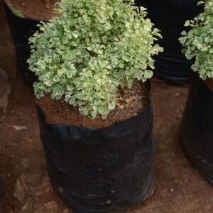 Arelia Ssnowbush