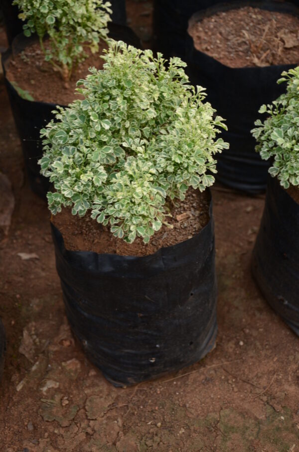 Arelia Ssnowbush