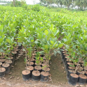 Artocarpus Heterophyllus 2