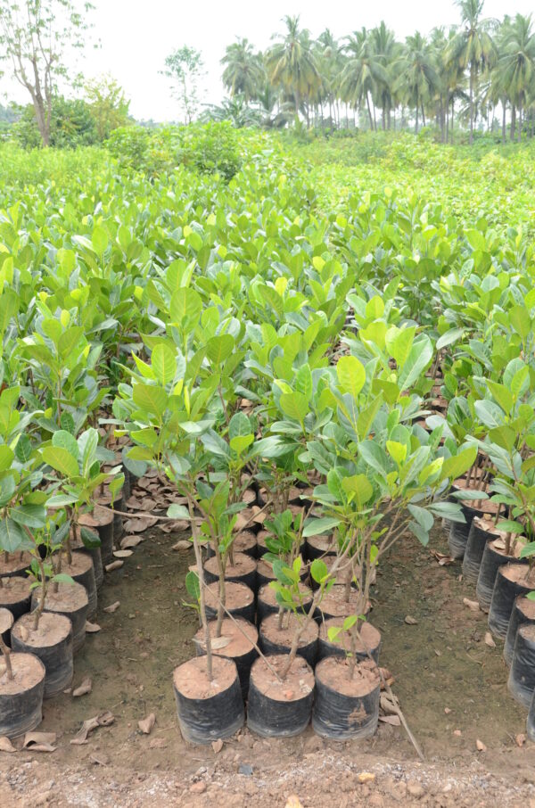 Artocarpus Heterophyllus