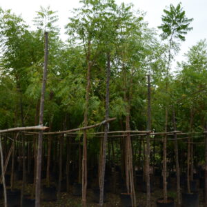 Azadirachta Indica 2