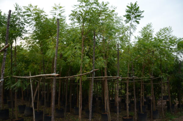 Azadirachta Indica 2