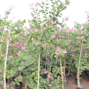 Bahunia Blackiana