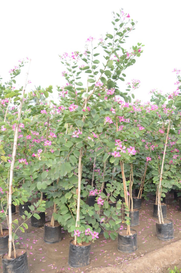 Bahunia Blackiana