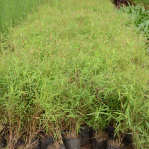 Bamboo Grass 1