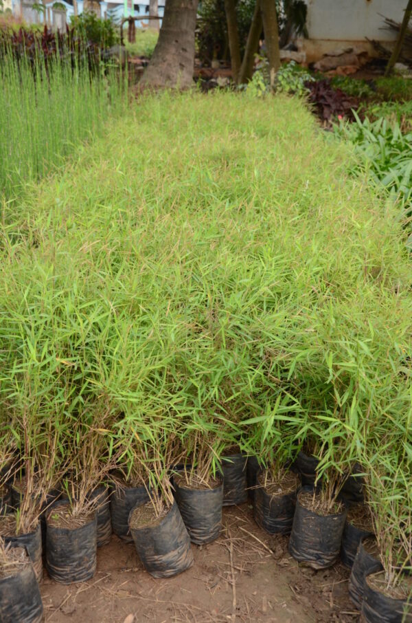 Bamboo Grass 1