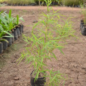 Bamboo Grass 2