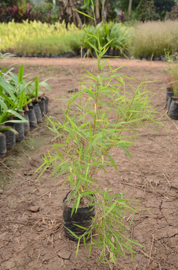 Bamboo Grass 2