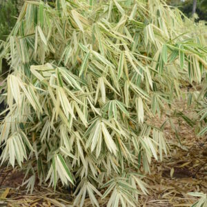 Bamboo White