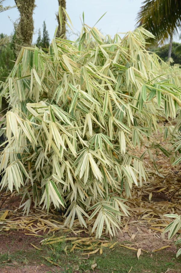 Bamboo White
