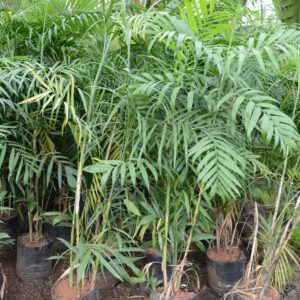 Bamboocane Palm 1