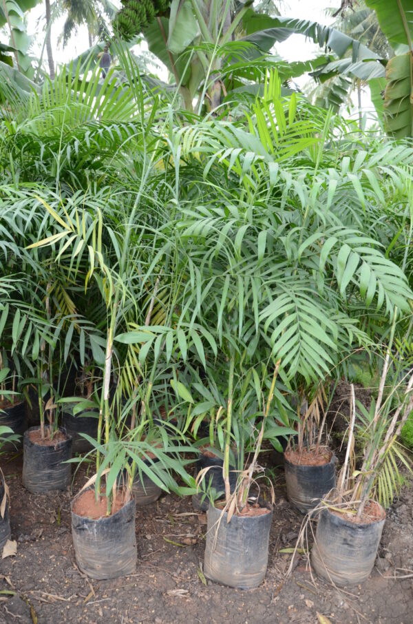 Bamboocane Palm 1