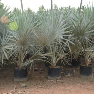 Bismarkia Nobelis 2