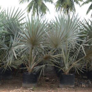 Bismarkia Nobelis 3