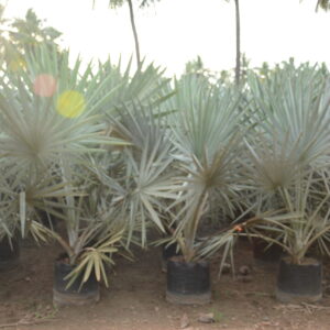 Bismarkia Nobelis
