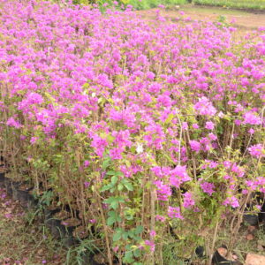 Bopughanvillea-2