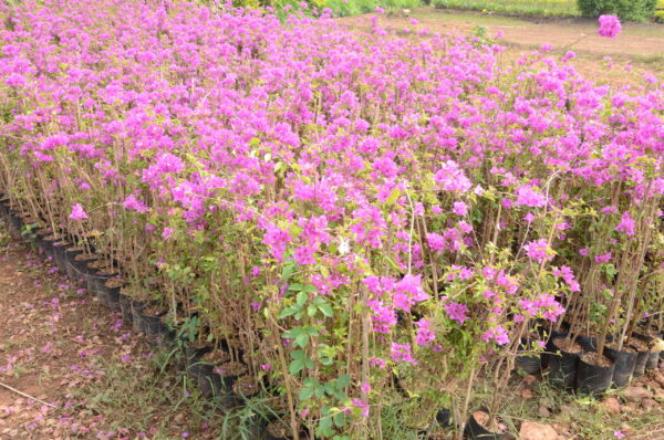 Bopughanvillea-2