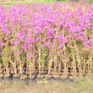 Boughanvillea-(2)