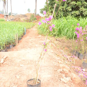 Boughanvillea-3-(2)