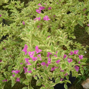 Boughanvillea-3