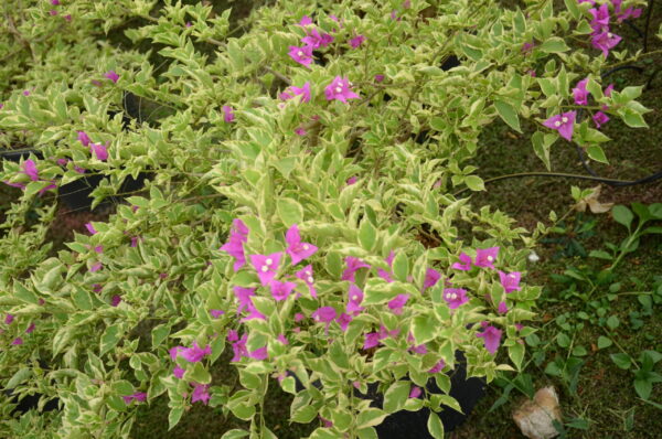 Boughanvillea-3