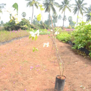 Boughanvillea-4-(2)