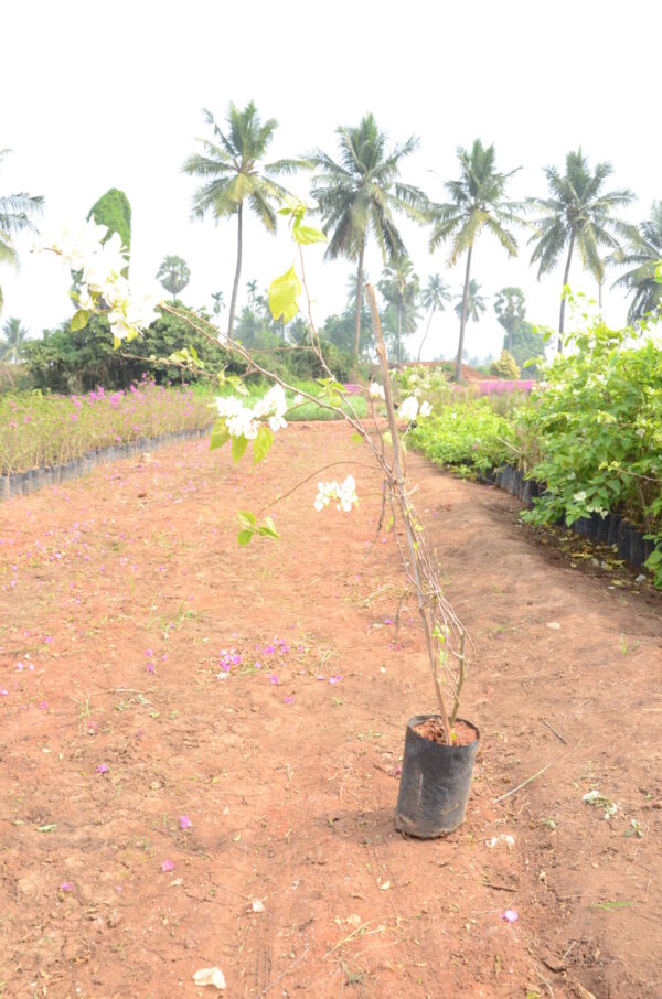 Boughanvillea-4-(2)