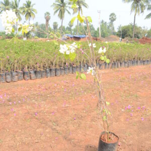 Boughanvillea-5