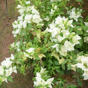Boughanvillea