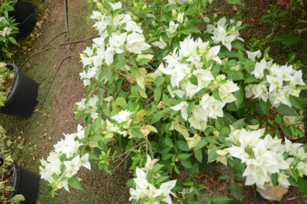 Boughanvillea