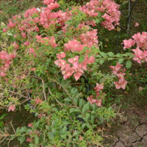 Boughanvilllea