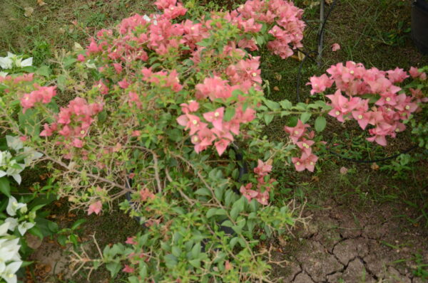 Boughanvilllea