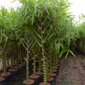 Budha Belly Bamboo 1