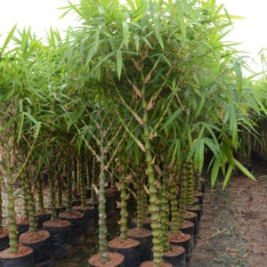 Budha Belly Bamboo 2