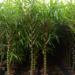 Budhabelly Bamboo 3