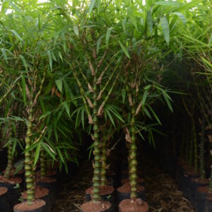 Budhabelly Bamboo 4