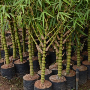 Budhabelly Bamboo 5