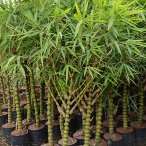 Budhabelly Bamboo 6
