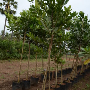 Calophyllum Inophyllum