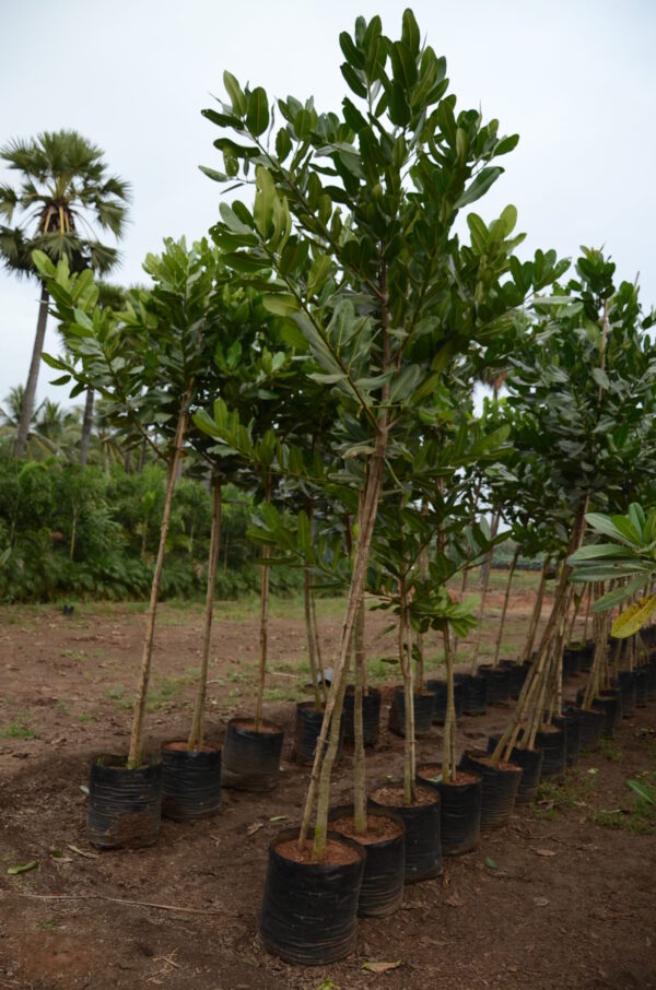 Calophyllum Inophyllum