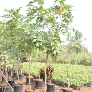 Cassia Fistula 1