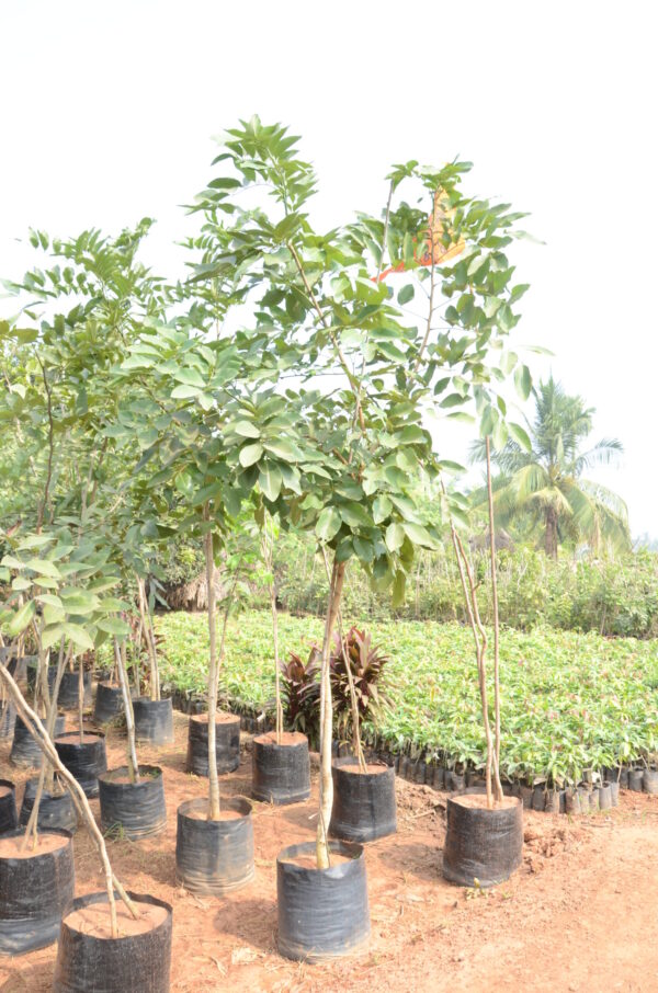 Cassia Fistula 1