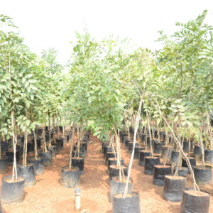 Cassia Fistula 2