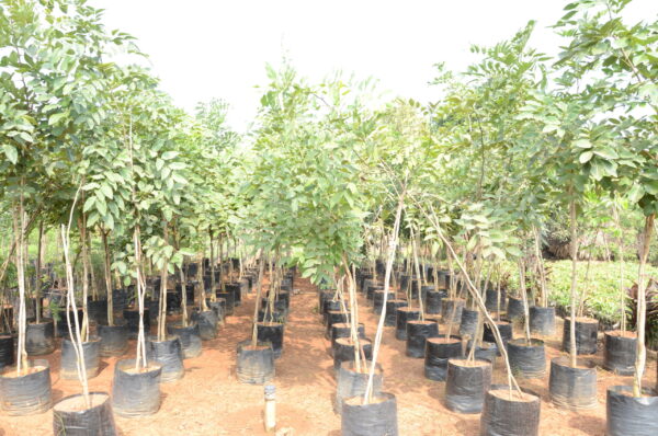 Cassia Fistula 2