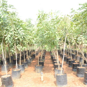 Cassia Fistula 3