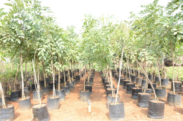 Cassia Fistula 3