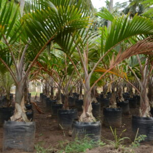 Champaign Palm 2